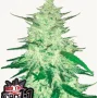 Cannabis seeds CBD Auto 1:1 (CBD CRACK) from Fast Buds
